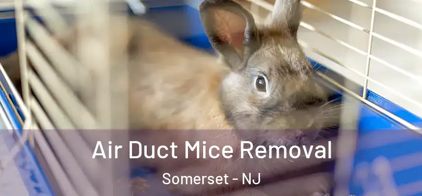 Air Duct Mice Removal Somerset - NJ